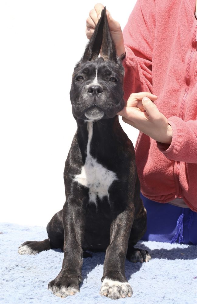 Pui Cane Corso cu pedigree FCI