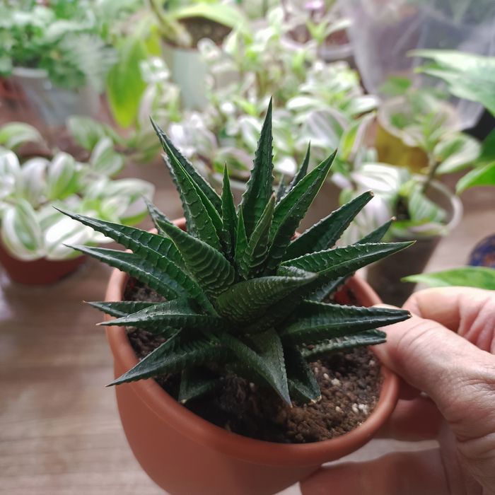 Комнатные растения.