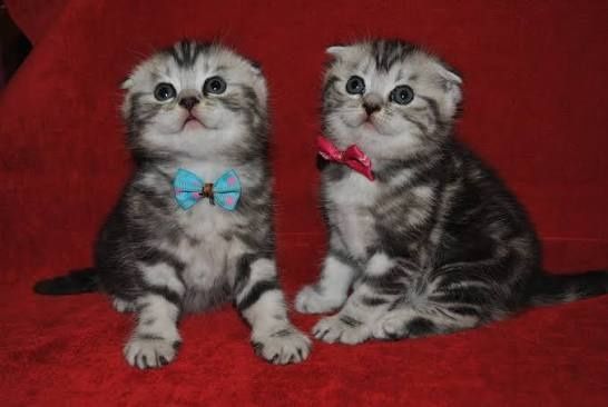 Шотландские Скоттиши Фолды и Страйты