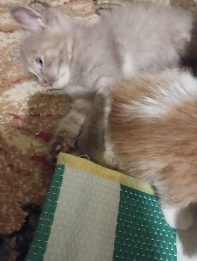 Отдам котят в хорошие добрые руки