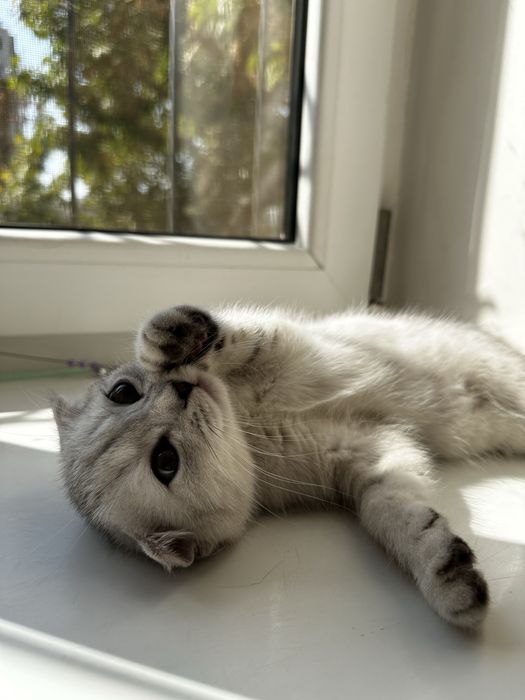 Продается котенок скотиш фолд