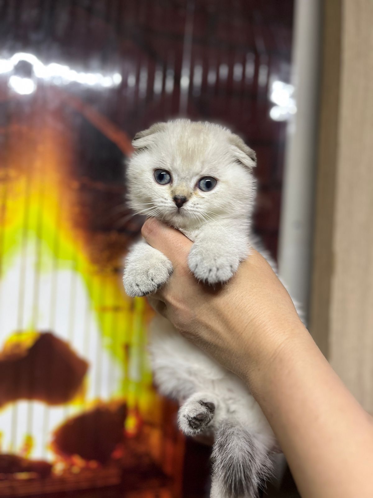 Скотиш фолд девочка