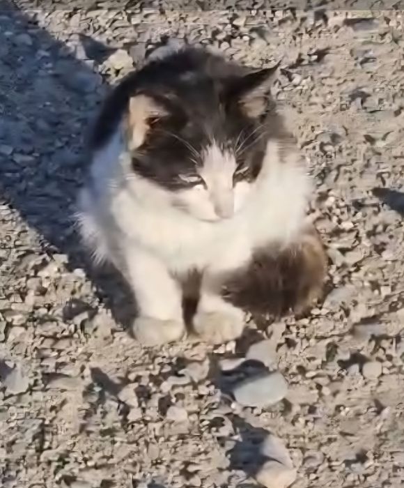 Котенок в добрые руки,срочно