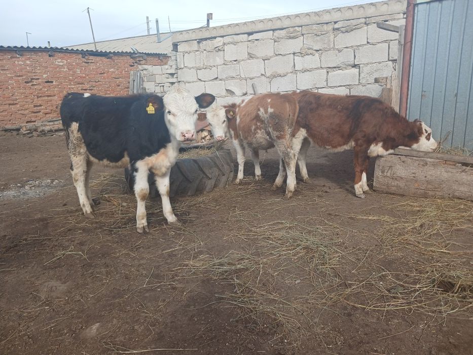 Продам телочек молочной породы