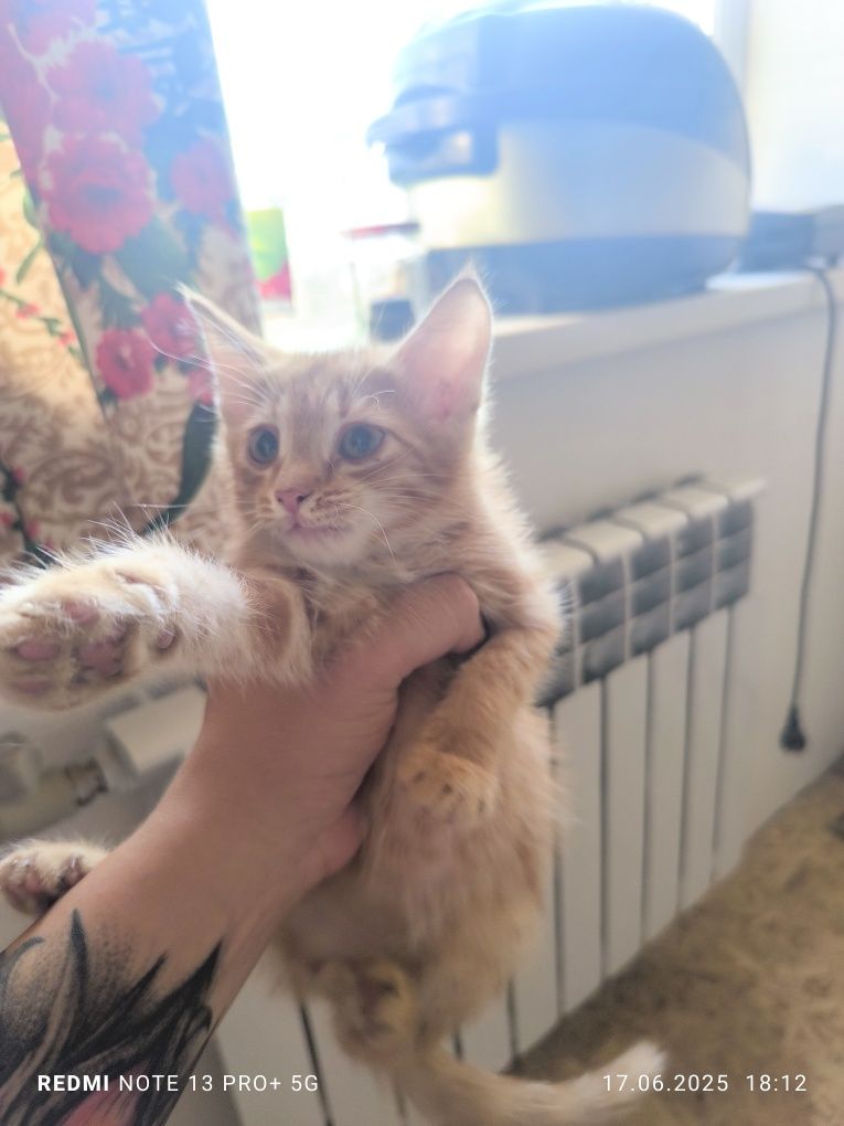 Кот рыжий не особо пушистый