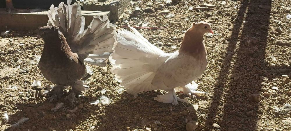 Porumbei texan maturi/pui