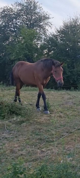 Manza semigrea de vânzare