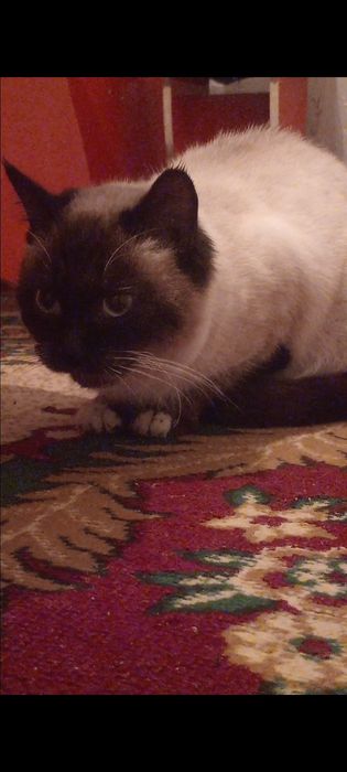 Сиамская кошка продоется