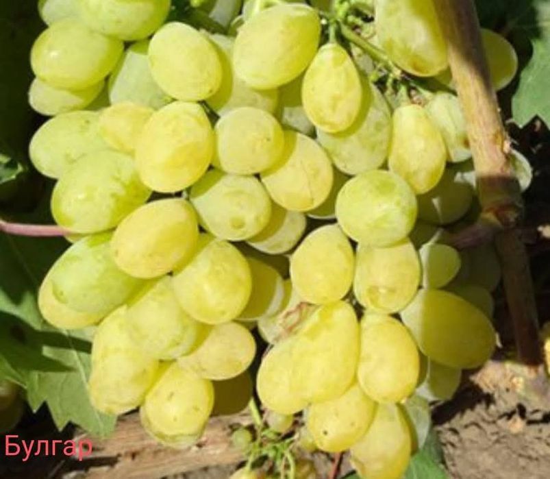 Лозов посадъчен материал и овощен посадъчен материал