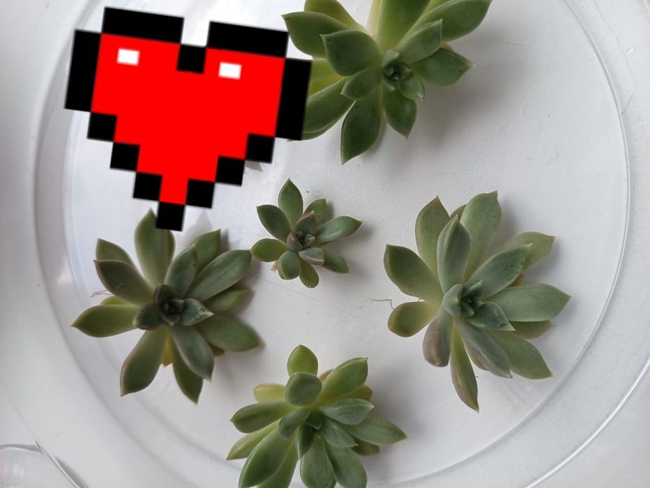 Обменяю суккулент