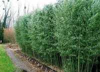 Bambus Verde, Auriu , Negru Plante Exotice