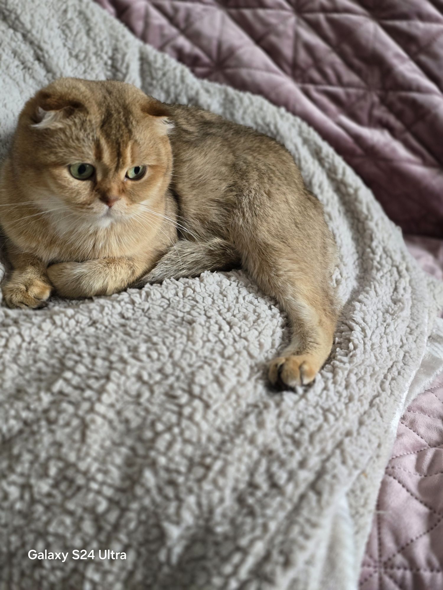 Donez pisica adulta scottish fold