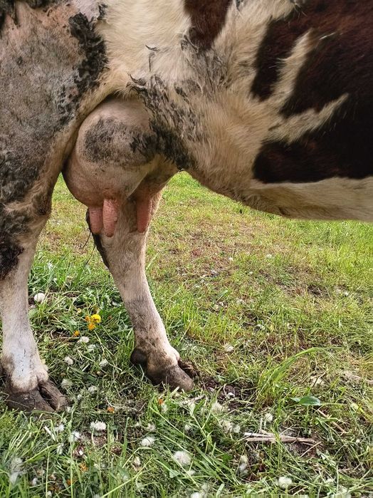 Vand vaca cu lapte. A 4-a fatare. Bălțată romaneasca.