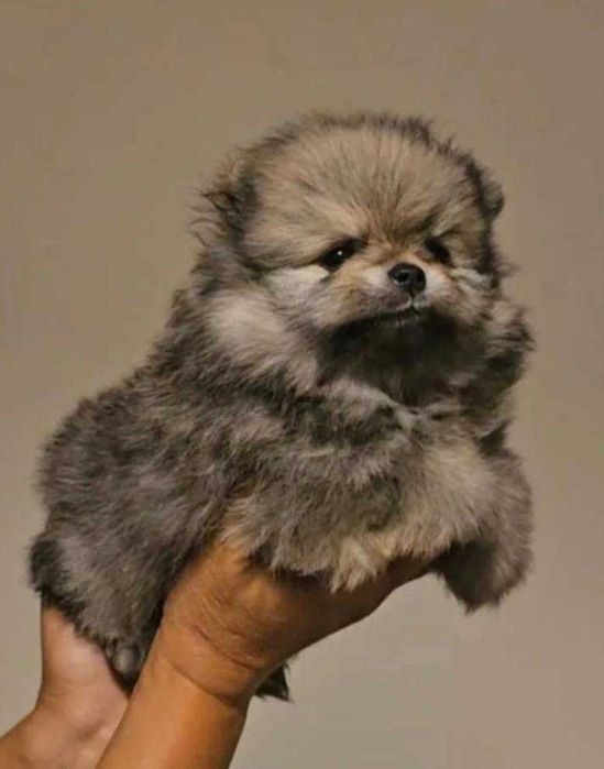 Померан мъжко и женско