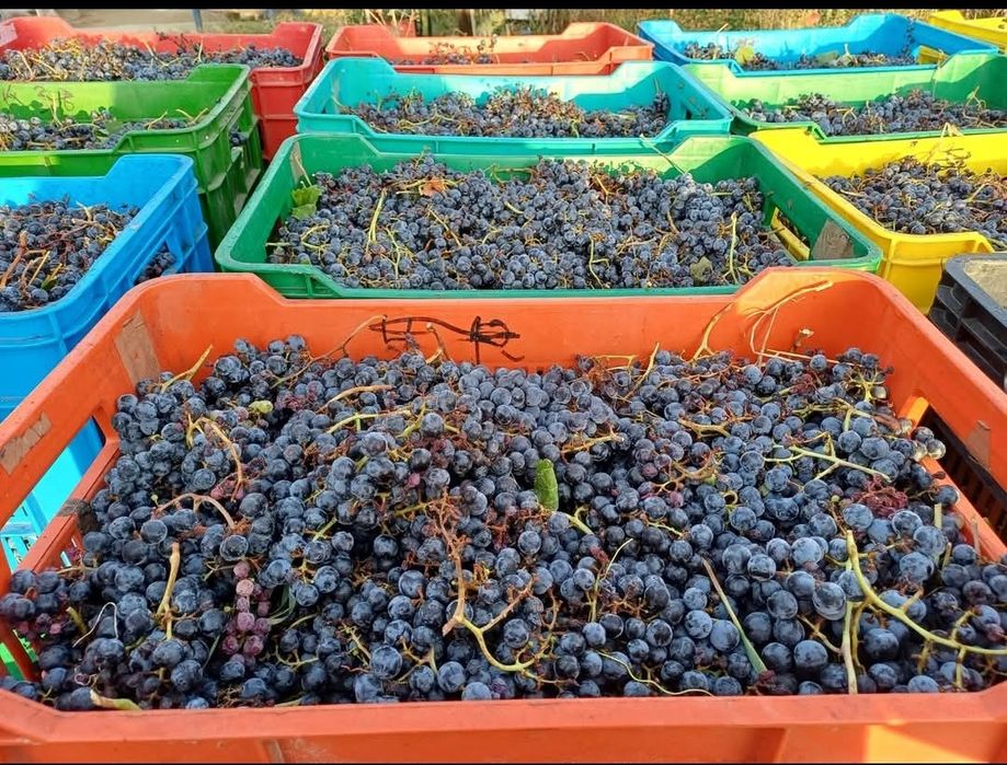 Vând struguri pentru vin, Merlot și Cabernet în Leorden