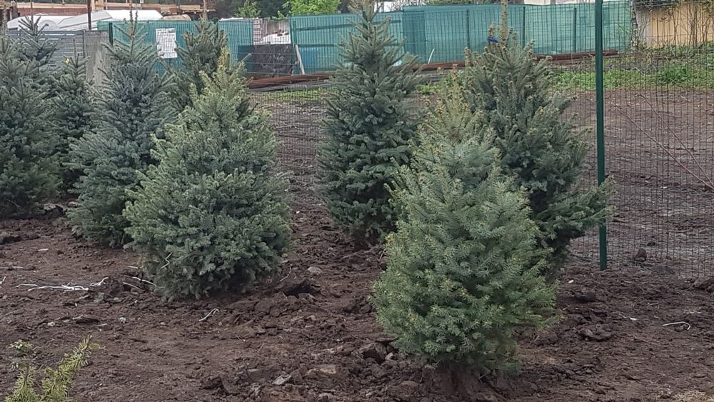 Amenajari gradini cu plante ornamantale
