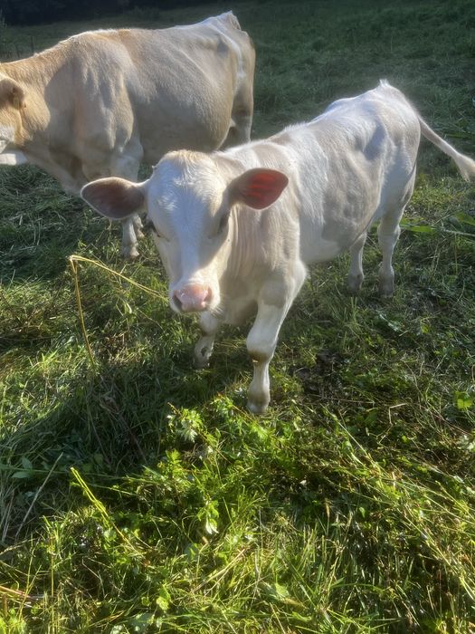 Vand vitel Poiana Buchin