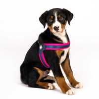 Нов розов нагръдник за куче Max Molly XL