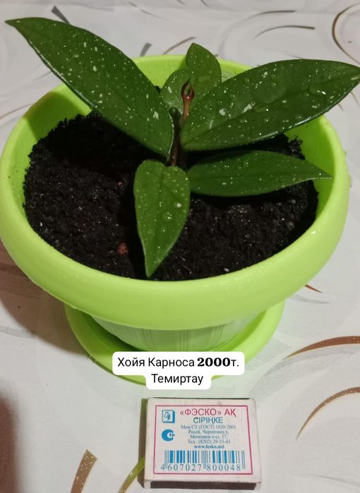 Комнатные цветы Хойя и другие