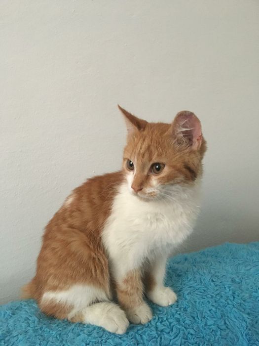 Найден котенок, Каскен