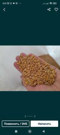 Продам пшеница, ячмень