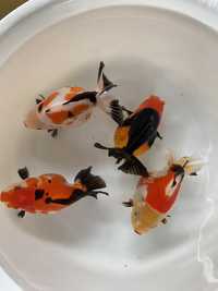 Рыбки baliqlar tg aquamania !!!