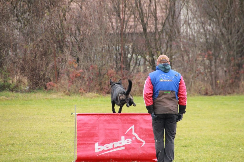 Mascul ciobănesc german bicolor linie de show