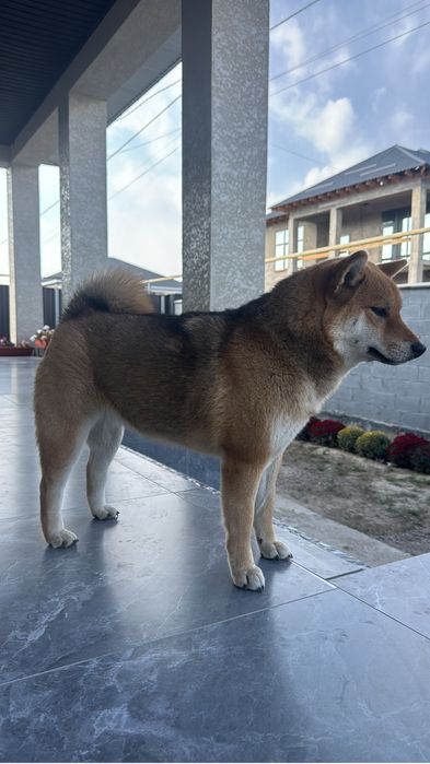 Продам песика Сиба Ину