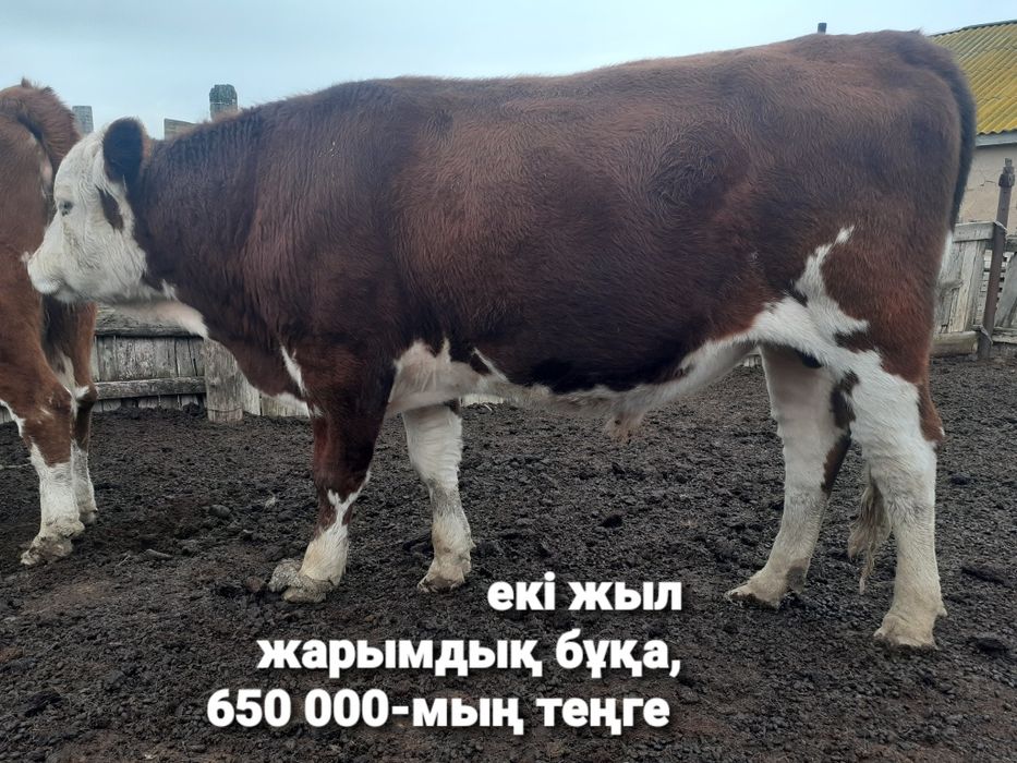 Саудасы бар,11-бас(1бұқа,2сиыр,4құнажын қашар,1ұрғашы-3еркек баспақ)