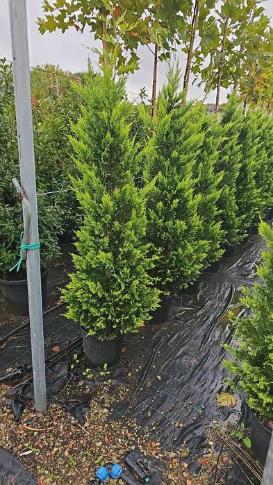 Cupressociparis Leylandii gard viu