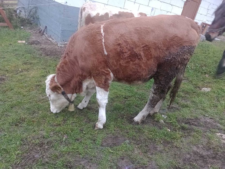 Vând junincă de un an jumate gestanta detalii la telefon
