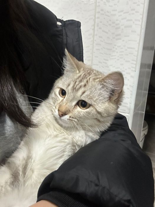 Отдам кота в хорошие руки !