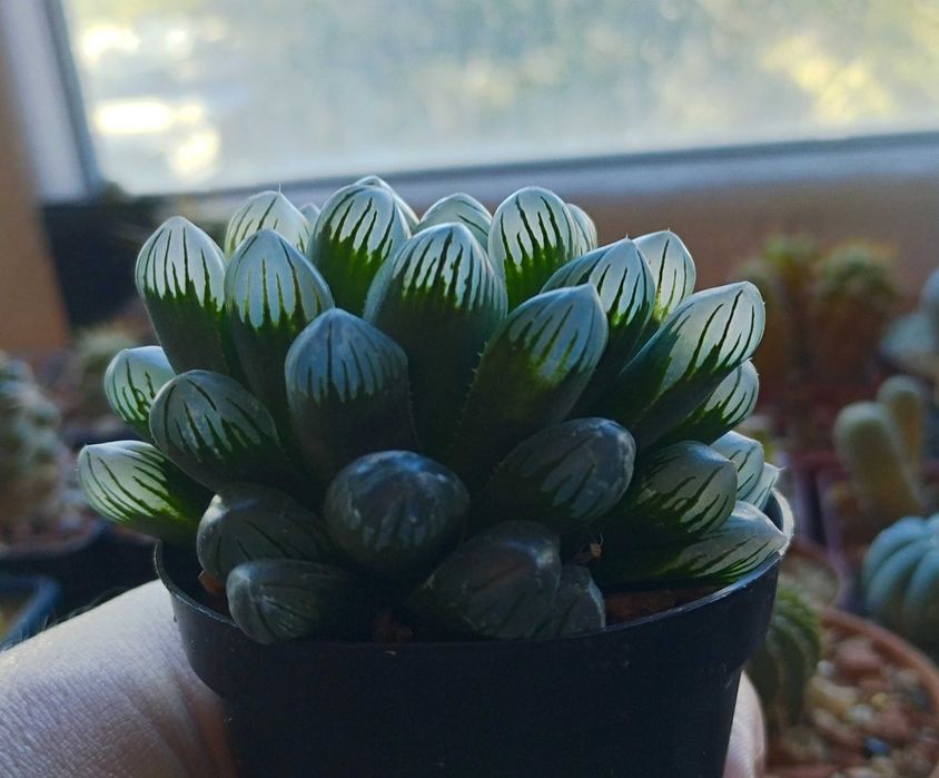 Кактуси и сукуленти, колекционерски екземпляри. Редки видове кактуси