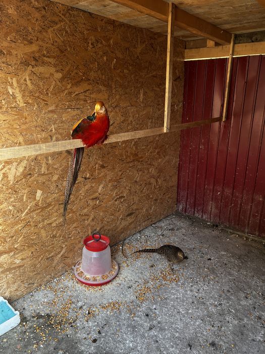 Vand porumbei diferite rase