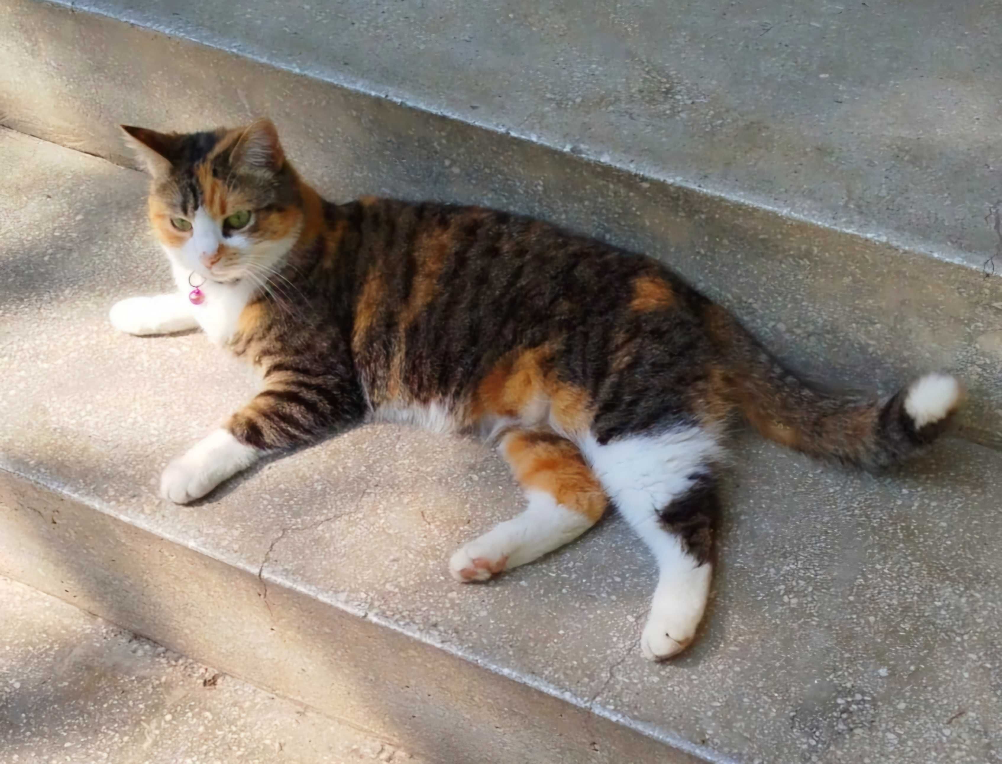Adoptie pisica calico castrata Liliana
