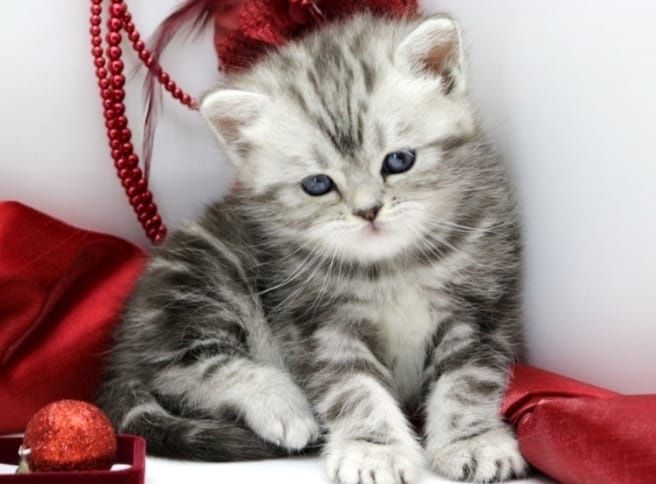 Котенок Скоттиш-фолд