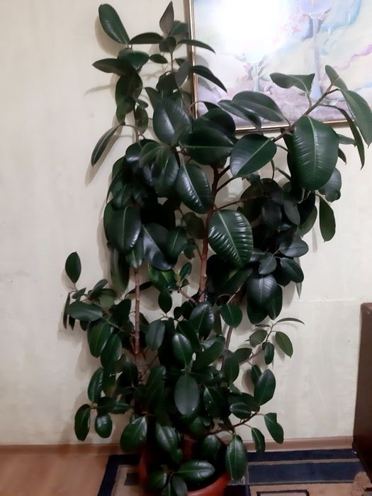 Комнатный цветок для офиса ,фикус.