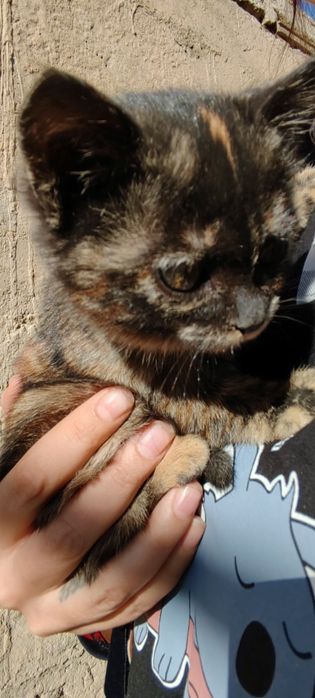 Котёнок в добрые руки