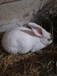 Кролики белые в идеальном состоянии в городе Джамбае