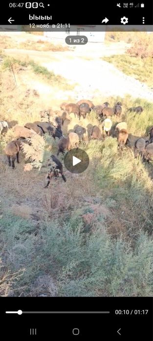 quylar sotiladi jami 55 ta