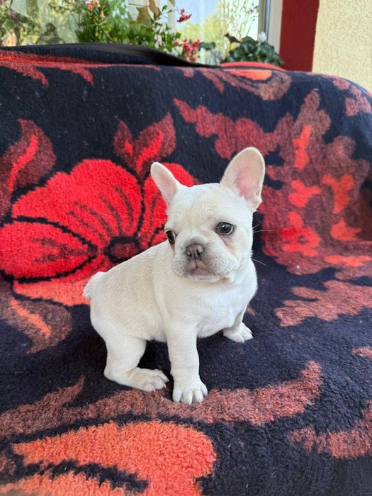 Bulldog francez femelă