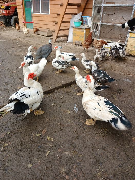 Vând rațe leșești