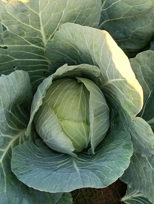 Vând varza de toamna plata în loc livada