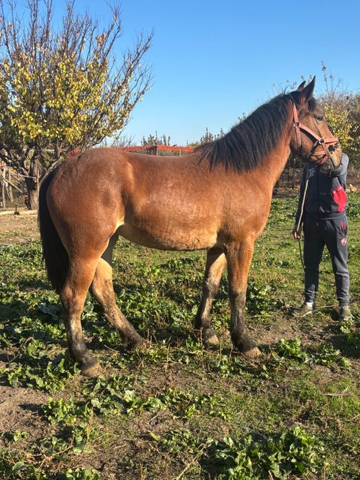 Manză de 1 an zumate foarte blândă cu forme