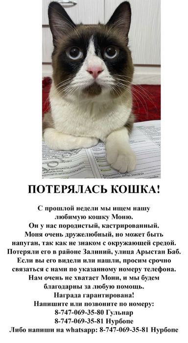 Потерялась кот!!