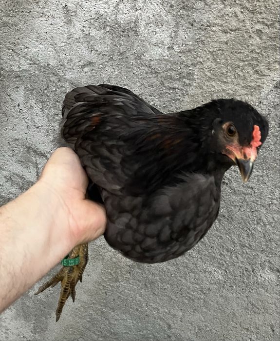 Vand gaina araucana albastra si/sau cocosel mixt araucana cu italiana