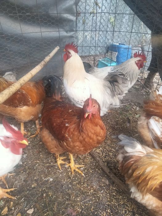 Vînd cocosi de curte