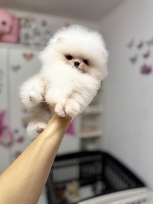 Femela pomeranian extra extra mica