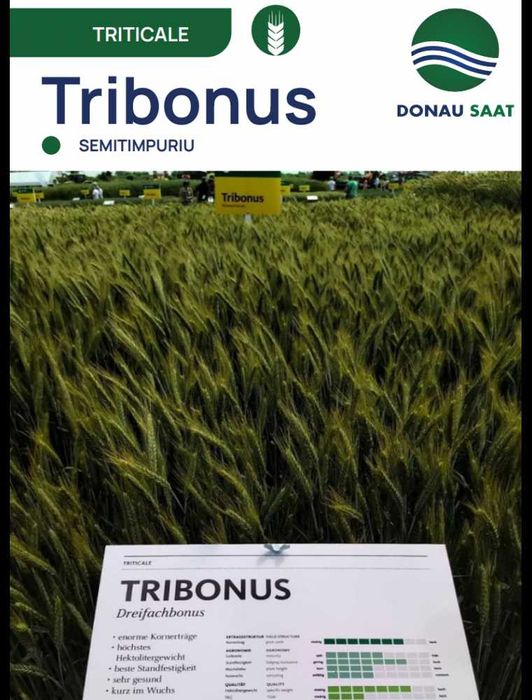 Seminte Triticale de Toamna Tribonus, 500 kg, Donau Saat
