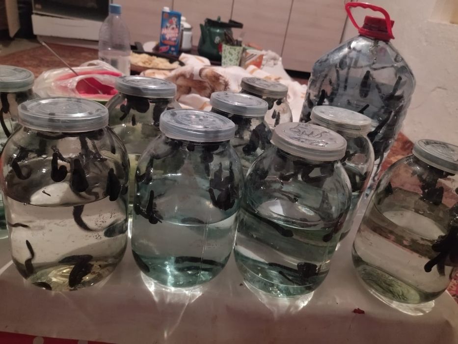 Пиявки на лечение